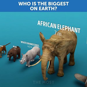 381K views · 608 reactions | The MOST - Comparisons on Reels | Facebook