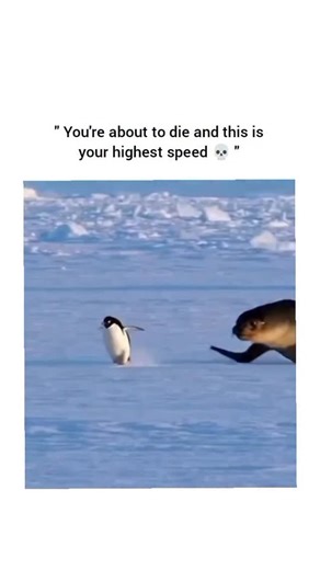 UNIVERSAL REEL HUB on Instagram: "This video shows an Adélie penguin frantically sprinting across a flat, snow-covered ice floe while being closely pursued by a large leopard seal. The seal utilizes a powerful undulating motion to slide over the icy surface, staying mere inches away from the penguin's tail feathers. Throughout the high-stakes chase, the penguin maintains a steady waddling run, narrowly avoiding the predator's lunges as they both navigate the frozen Antarctic landscape in a life-