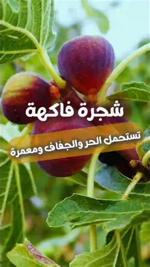 التين الاسباني #تين #التين #التين_الاسباني #فاكهة #زراعة_منزلية #تين_اسباني_احمر #figfruit #fruit