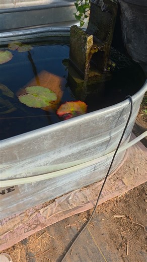 Koi routine #koi #fish #farming | Teddi Mae's | Facebook