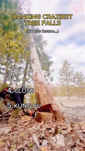 Top 5 Biggest Tree Fall You Won't Believe...