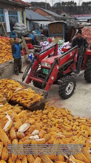 "Small Bulldozer Assists Corn Harvest | Efficient Feeding for Threshing Machine"