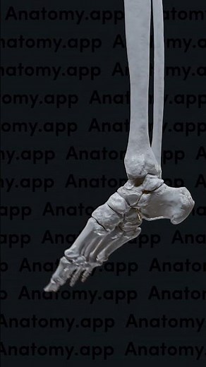 Biomechanics of the foot: dorsiflexion and plantarflexion