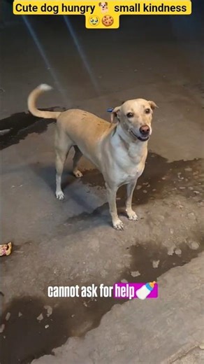🥹🐕cute dog hungry 🥺❤️@MrBeast #foryou #dog #pets #shorts #shortvideo #usa #viral #subscribe