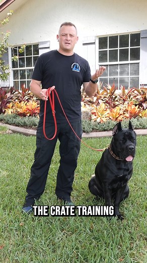 172K views · 5K reactions | What YOU Need to Know Before Getting a Cane Corso #dog #puppy #dogs #canecorso #canecorsolove #canecorsolife #fyp #trending | American Standard Dog Training | Facebook