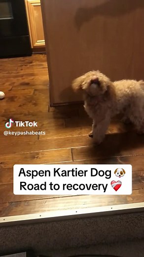 Aspen the Kartier Dog's Inspiring Recovery Journey