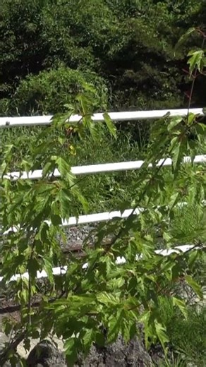 避暑地の高原でも真夏の太陽が照りつける清里駅