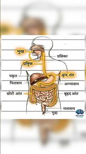 Human Digestive System Explained: Anatomy and Functions