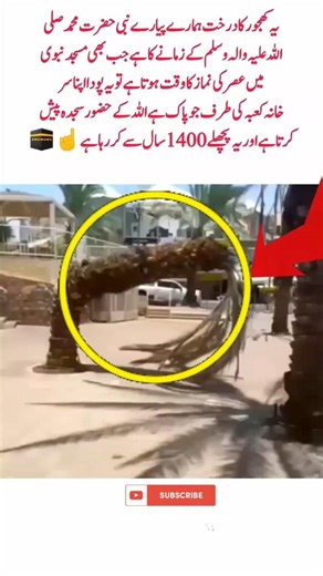 The Silent Fall of a Date#DateFruit #NatureMoment #FallingDate