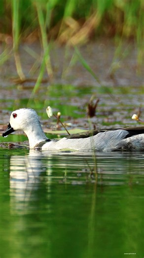 Cotton pygmy goose birds | 𝐍𝐚𝐭𝐮𝐫𝐞 𝐏𝐡𝐨𝐭𝐨𝐬 𝐁𝐨𝐨𝐤