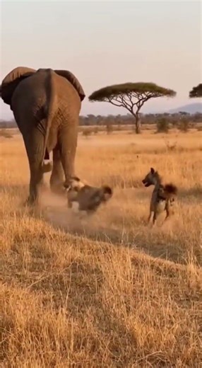 Hyena vs. Elephant: Epic Savanna Showdown! #wildlife #elephant #hyena