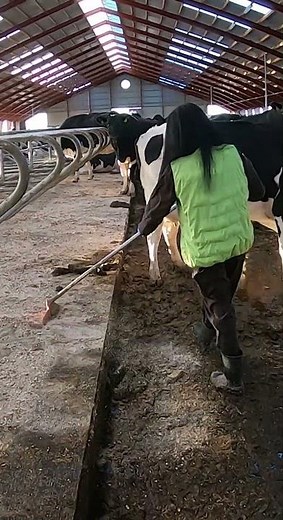 The girl cleans the manure in the stem for the cows