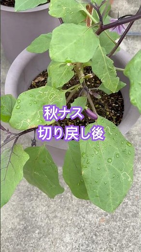 秋ナス 切り戻し後の状態 良好 プランター栽培 2025 #ガーデニング #ナス #なすび
