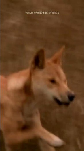 The Dingo's Deadly Hunt: An Epic Chase!