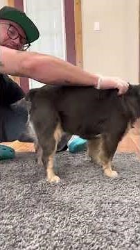 Collecting semen from a French bulldog stud. Canine sperm collection.