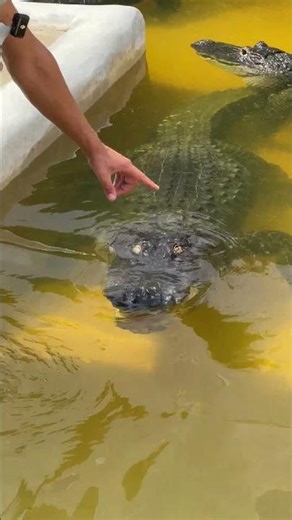 Devin dropping a little history and information about Godzilla, the rescued alligator in the pit