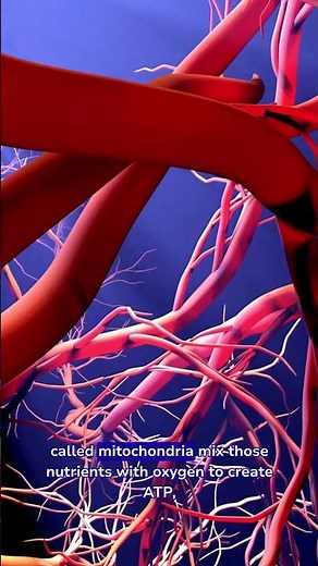 What is ATP? How Your Cells Turn Food and Oxygen Into Energy | Steven Explorers