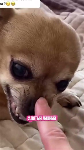 Funny dog moments compilation #dogs #animals #shorts