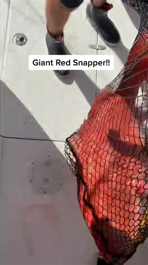 This was a giant red snapper we hooked offshore of Tampa bay! #snapperfishing #redsnapper | Groupermvp