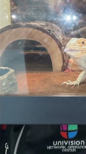 Slow motion cricket 🦗 action🔥 #foryou #lizard