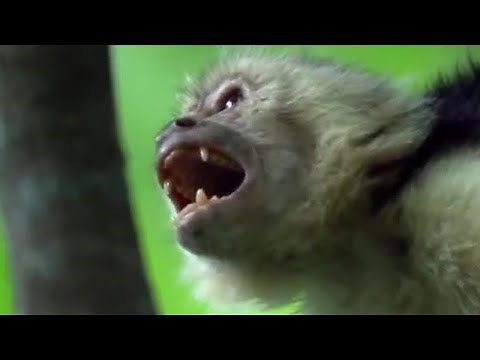 Fighting Monkeys | Clever Monkeys | BBC Earth