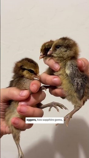 10 New Additions to Our Homestead | Raising Backyard Chickens | Simple Living Life