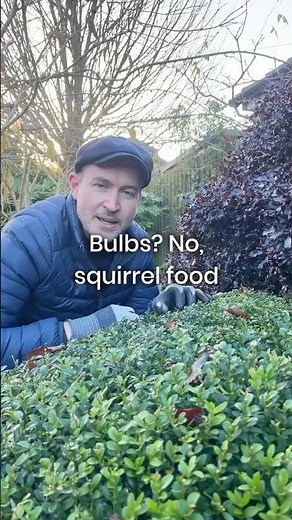How to protect Tulip bulbs from squirrels