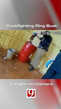 Cockfighting Ring Bust Caught on Camera