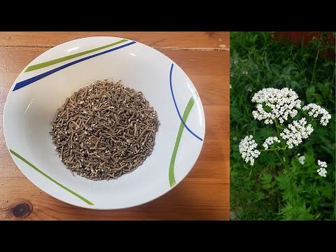 How To Harvest And Prepare Valerian Root For Use As Herbal Medicine