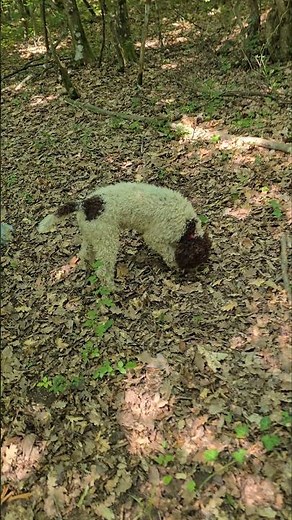 Truffle hunting with Lagotto Romagnolo!#truffle #dog#lagottoromagnolo #forest #viral