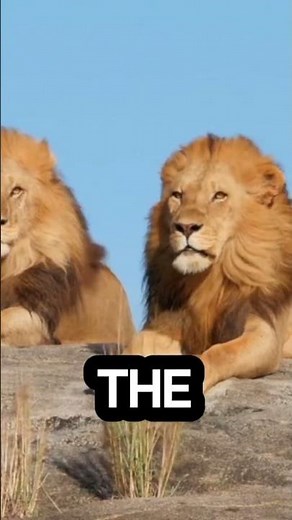 Facts about Lion 🦁 #nature #facts #viral #lion