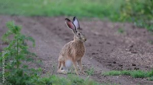 European hare Lepus europaeus, also known as the brown hare, are standing on a country road eating grass.