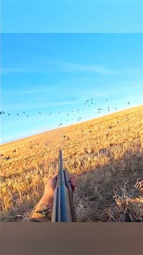 Эпическая охота на гуся!#вирусно#тренд#рекомендации#видео #шортс#youtubeшортс#топвидео#goosehunting‎