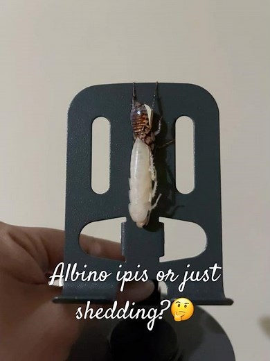 Albino cockroach or just shedding ??#albino #cockroach #shedding #animals #animalshorts