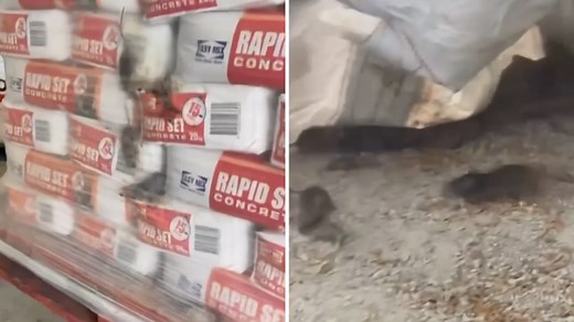 Mouse plague hits regional Queensland