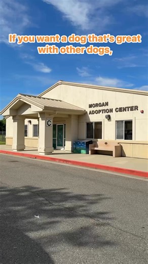 11K views · 156 reactions | Looking for a cuddle bug? A playtime pro? Or a dog-friendly pup?  ❤️ No matter what you’re searching for, we’ve got a match made in heaven! Stop by our Adoption Center or call (530) 241-1653 and find the perfect personality for you! | Haven Humane Society | Facebook