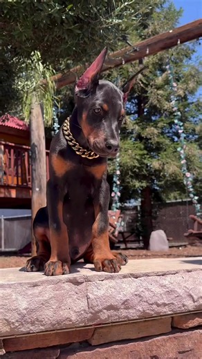 All About Doberman Pinschers: Care and Characteristics