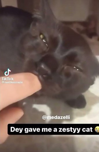 Zesty Cat meme