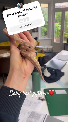 Baby ball python❤️