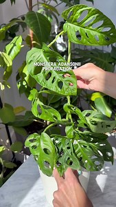 78K views · 1.5K reactions | Monstera Propagation- have you tried...