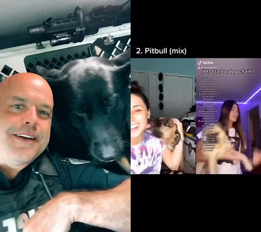 #duet with @kc_2121 #4 is Australian Shepherd, yah your favorite to keep the chain