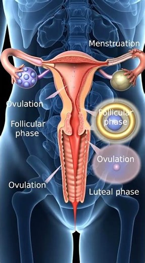 Female Period Cycle Explained in 3D Medical Animation Video #anatomy #3danimation #fertilization