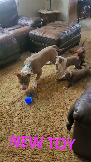 604K views · 13K reactions | Dog scared by toys#dog#funny#funnyanimals#funnypets#animals #dogsoftt | Tails Of Hope | Facebook
