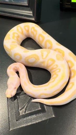 Stevie Wonder the Blind Ball Python Update! #ballpython #ballpythonsnake #albino