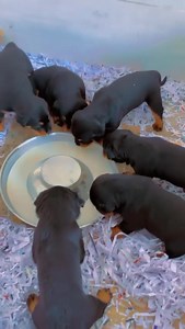 14K views · 347 reactions | First time trying to eat! 3 weeks old O2 arena! #hovpuppies #fypシ #vigiliorottweilers #hausofvigiliorottweilers #bestdogs #hausofvigilio #hovstuds #hausofvigiliorottweilers | Haus Of Vigilio Rottweilers | Facebook