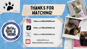 Uncle Fester may not be too keen on most types of treats, but a good pate always hits the spot! 😹💙🐾 | Blind Cat Rescue and Sanctuary, Inc.