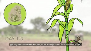 6.6K views · 127 reactions | The #fall #armyworm is a #species in the order of #Lepidoptera and is the larval life stage of a fall armyworm #moth. The term "armyworm" can refer to several species, often describing the large-scale invasive behavior of the species' larval stage. Watch #video of CABI, about the #life #cycle of #fall #armyworm. | Plants Health | Facebook
