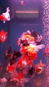 The aQuarium channel | AquaMon's Fish Depot