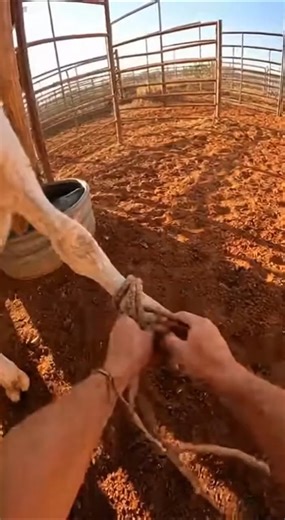 POV Immediate Danger Rodeo Bull Smashes The Fence