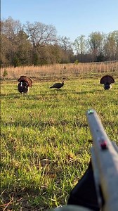 JAKE TURKEY STRUTTING